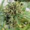 Hindu Kush feminized seeds