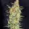 Neville's Haze Regular seeds