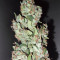 Northern Light X Big Bud (World of Seeds) Cannabis-Samen
