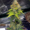 OG 13 (G13 Labs)