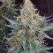 OGesus Auto feminized seeds