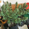 Pakistan Chitral Kush Seeds