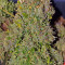 Sensi Skunk (Sensi Seeds)