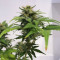 Skunk #1 feminized seeds (Sensi Seeds)