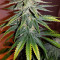 Semi femminizzati Skywalker Kush
