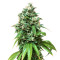 Graines de cannabis Sour Kush (Reserva Privada)