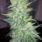 South Mountain Cheese (Xtreme Seeds)