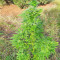Super Skunk Autoflower (Seedstockers)