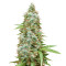 Supercheese (Positronics Seeds)