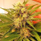 Triangle Kush Auto (Mephisto Genetics) Cannabis-Samen