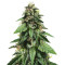 Widow Remedy regular seeds