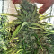 Zamaldelica Regular seeds