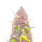 Blueberry x White Widow (Herbies Seeds)