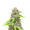 Chemdog #4 (Herbies Seeds)