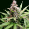 Critical Sour Seeds