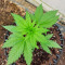 Graines féminisées de Gorilla Girl XL Auto (Sweet Seeds)