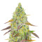 Grand Daddy Purple Fast Version Feminized Seeds (Easy Grow Seeds)