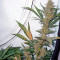 Nebula (Paradise Seeds)