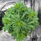 Purple Haze Autoflower (Herbies Seeds)