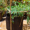 Red Hot Cookies Feminized Seeds (Sweet Seeds)