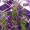 Venta de LSD Auto (Barney's Farm) | Semillas de marihuana feminizadas