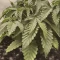Blackberry Moonrocks Seeds (AlphaFem Seeds) - Cannabis Strain Seeds for Sale