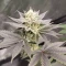 Achetez des graines féminisées Godzilla Original Glue GG#4 par Herbies Seeds