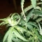 West Coast O.G. Seeds