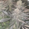 Runtz Muffin Seeds (Barney’s Farm)