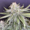 GG#4 Original Glue Seeds (Original Sensible Seeds) - Cannabis Strain Seeds for Sale