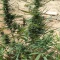 CBD Lemon Seeds from Herbies Seeds - Cannabis Strain Seeds for Sale