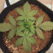 Auto Colorado Cookies Seeds - Cannabis Strain Seeds for Sale