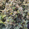 Original Afghan Kush Seeds