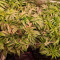 Lemon Tree Seeds (Barney's Farm) - Cannabis Strain Seeds for Sale