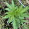 Mimosa EVO Seeds (Barney’s Farm) - Cannabis Strain Seeds for Sale