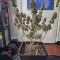 Apple Betty Seeds - Cannabis Strain Seeds for Sale