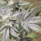 Dos Si Dos 33 Seeds (Barney's Farm) - Cannabis Strain Seeds for Sale