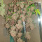 Semi di cannabis Apricot Auto fem in vendita