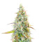 Sour Diesel Auto Feminized Seeds (Herbies Seeds USA)