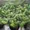 Sementes Feminizadas de Sour Diesel Autoflower (Seedkeepers)