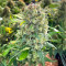 Sementes Feminizadas de Sour Diesel Autoflower (Seedkeepers)