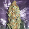 Amsterdam Amnesia Seeds (Dutch Passion)