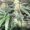 Blackberry Gum (Seedstockers)
