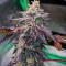 Bubba Kush
