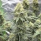 Durban Poison Autoflower Feminized Seeds (Humboldt Seed Company)