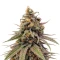 Durban Poison Seeds (Barney's Farm)