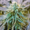 Graines de cannabis El Fuego Auto (DNA Genetics)