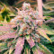 Fruit Punch (Heavyweight Seeds)