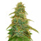 GG#4 Original Glue Auto feminizadas (Auto Seeds)