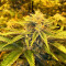 GH Cheese x Lemon Wookie Glue feminized seeds